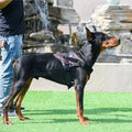 Peitoral Tático para Cães Médios e Grandes com Guia – Ajustável, Resistente e Confortável